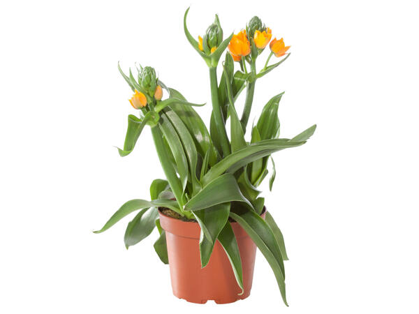 Orangefarbener Milchstern