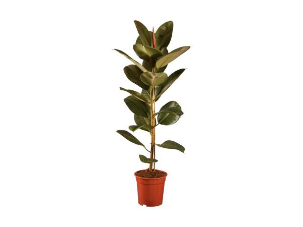 Large Houseplants