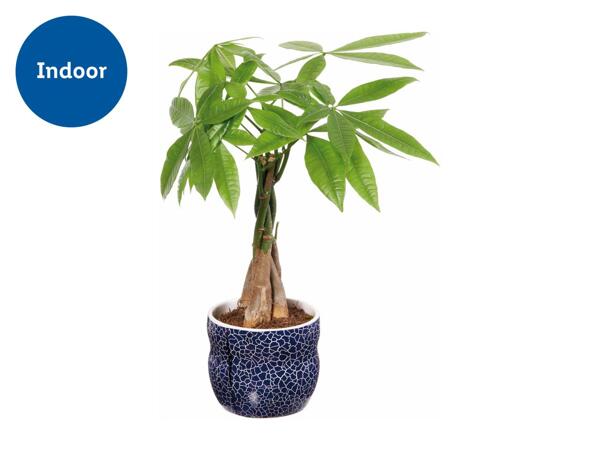 Plant in Ceramic