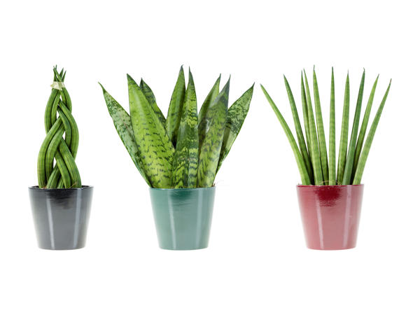 Sanseveria