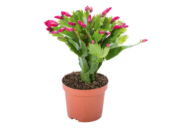 Christmas Cactus