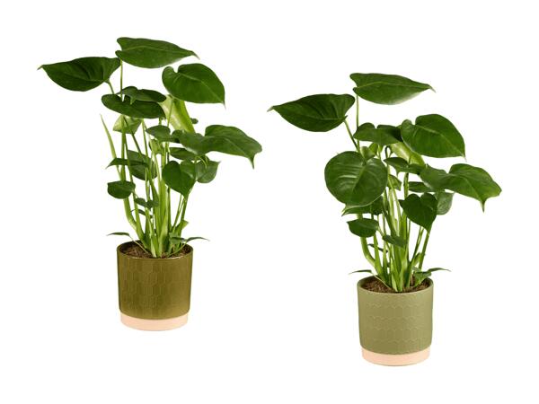 Monstera dans un pot en céramique