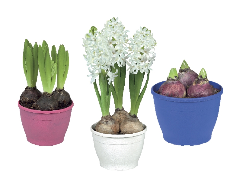 Potted Hyacinth Bulbs