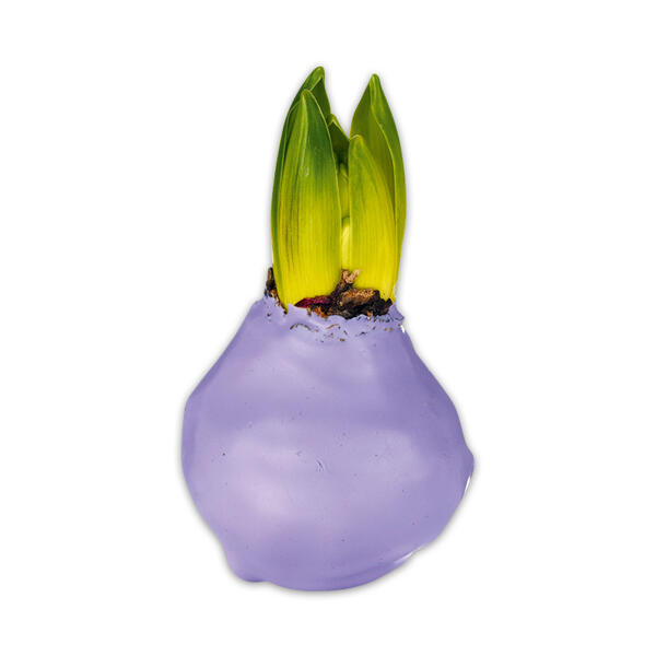Hyazinthe in Wachs