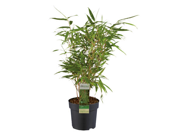 Garden Bamboo