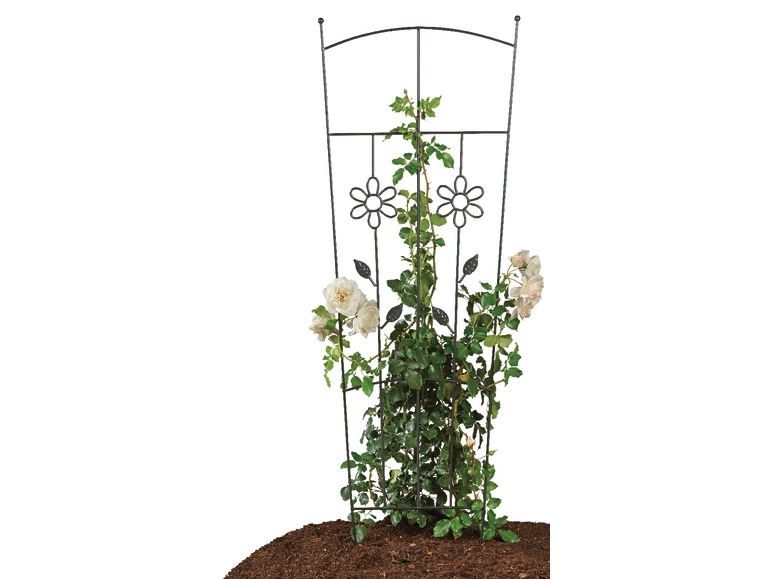 Trellis