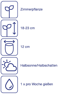 Fettpflanze