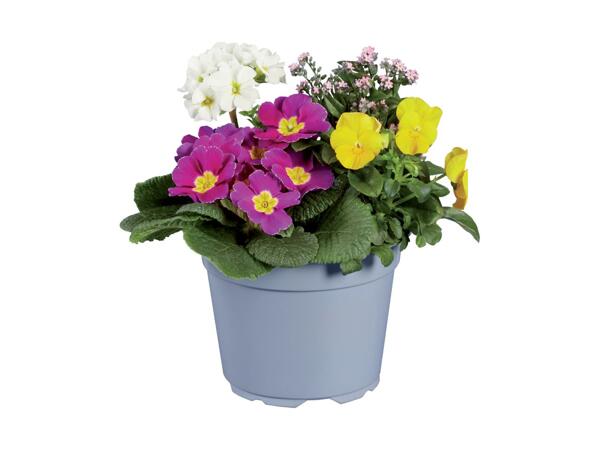Potted Spring Mix