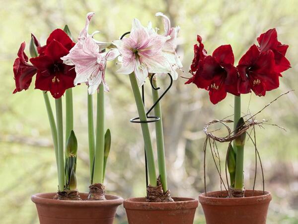 Amaryllis 2-grenet