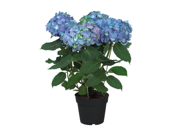 Hydrangea