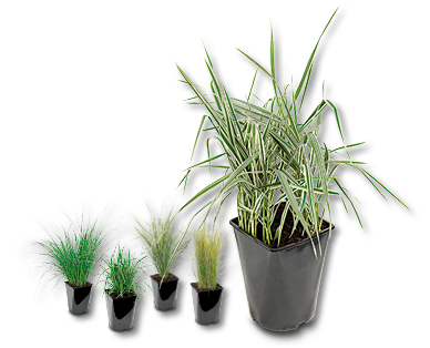 Erbe ornamentali resistenti alle basse temperature