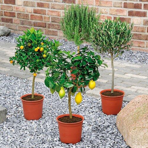 Mediterranes Stämmchen*