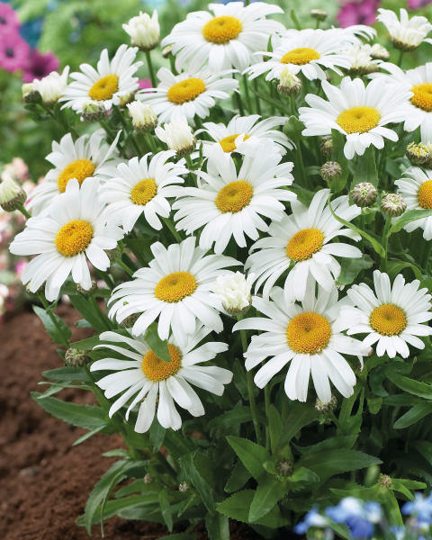 2L Summer Perennials