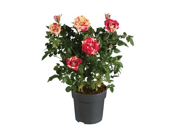 Potted Rose Mix