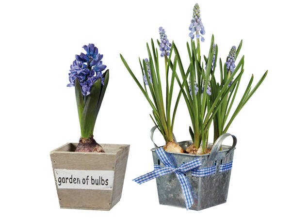 Blumenzwiebel im Zink- oder Holztopf