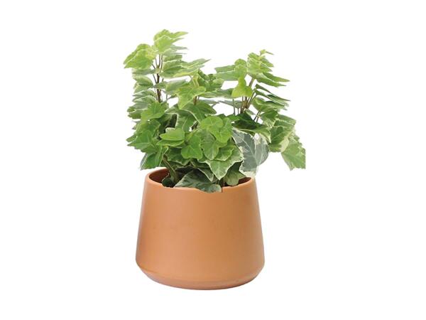 Small Houseplant in Ceramic Pot