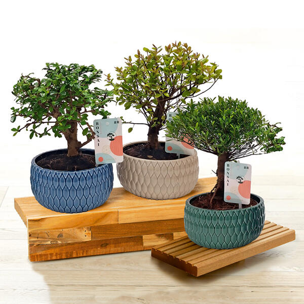 Bonsai in der Schale