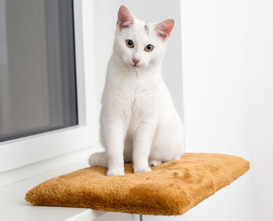 SHAH Fenster-/ Heizkörperliege für Katzen