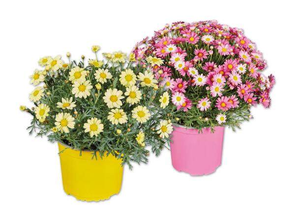 Margeriten