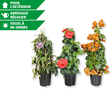 Plante de terrasse en forme de pyramide