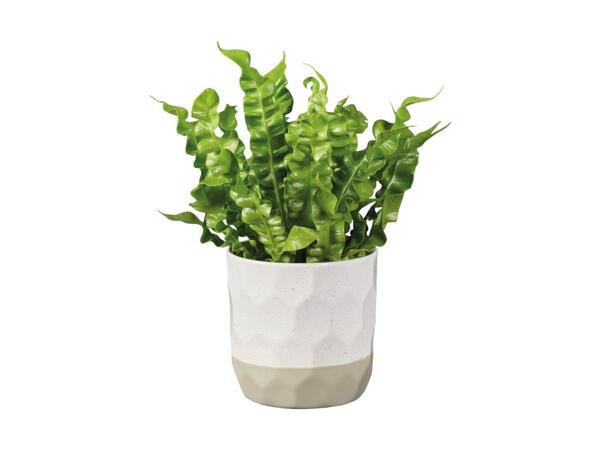 Grøn plante i keramik