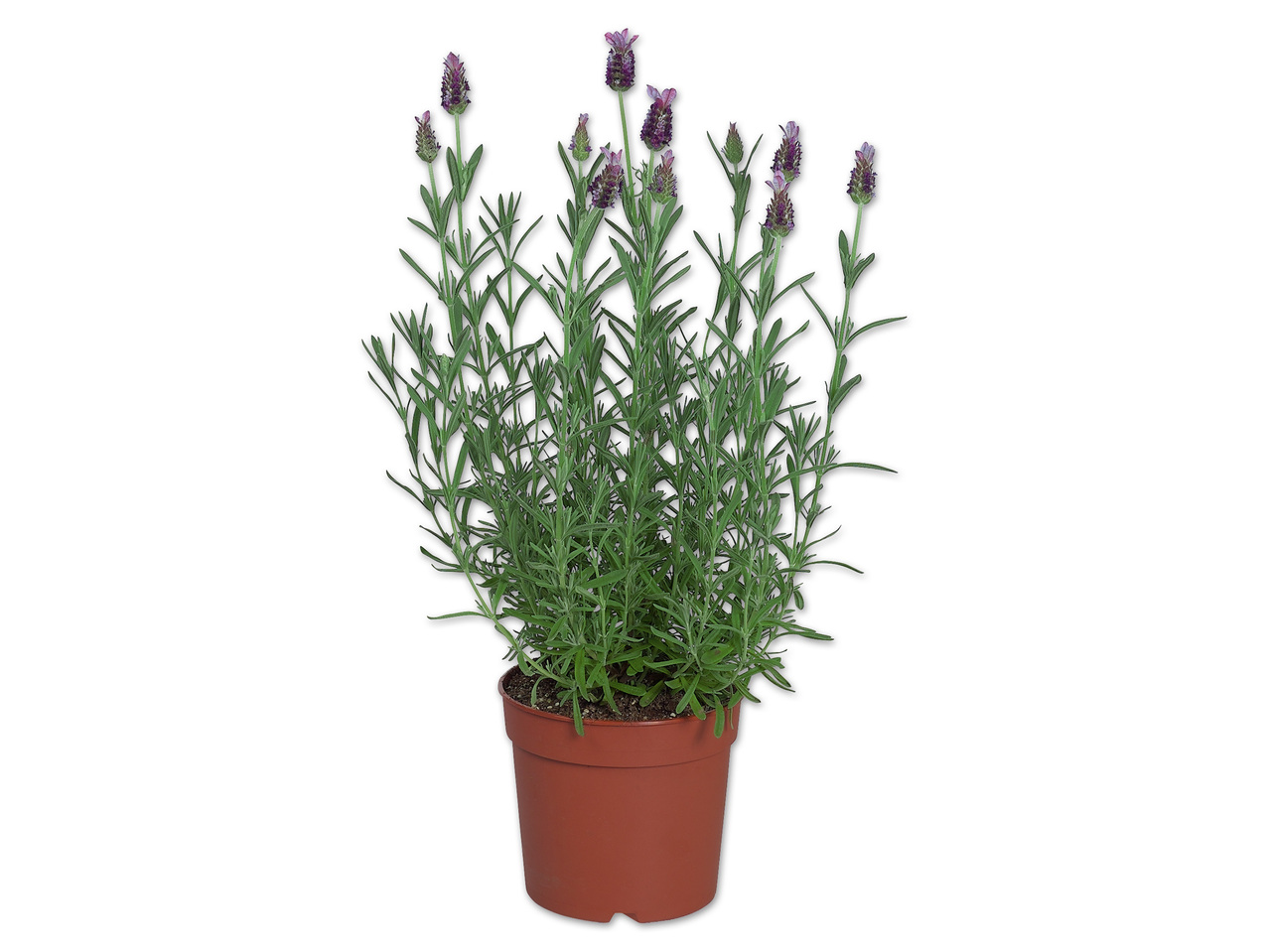 Lavendel stoechas