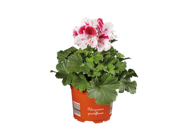 Geranium Grandiflorum
