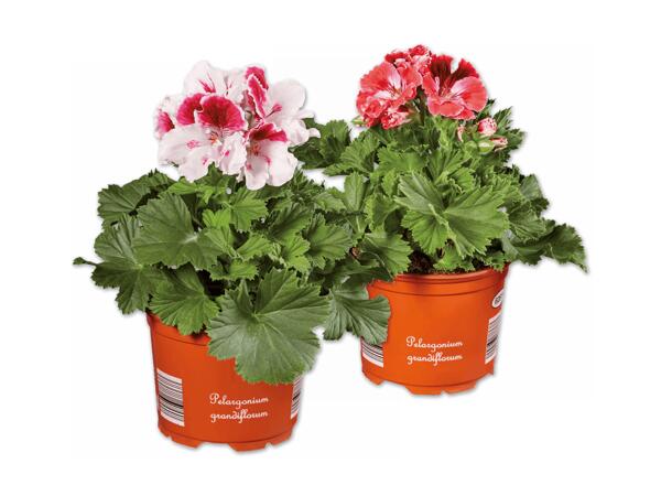 Edelpelargonie