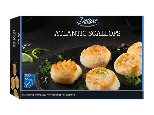 Atlantic Scallops