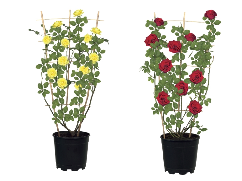 Rose on Trellis