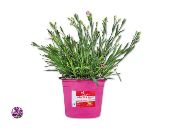 Dianthus Pink Kisses(R)