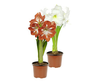 AMARYLLIS