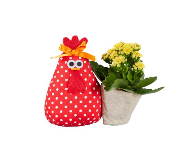 Easter Bunny or Rooster with Kalanchoe