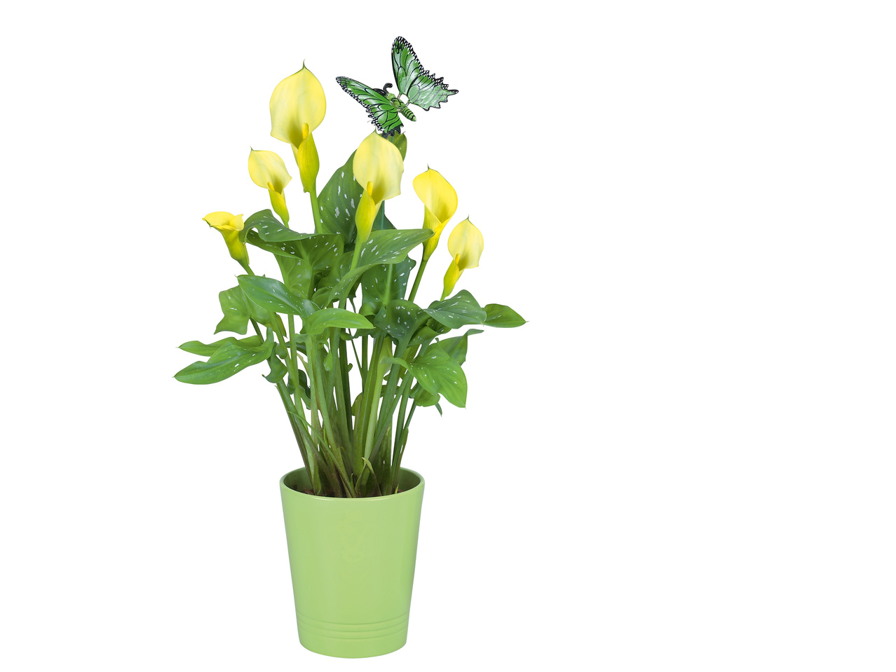 Calla in keramieken pot