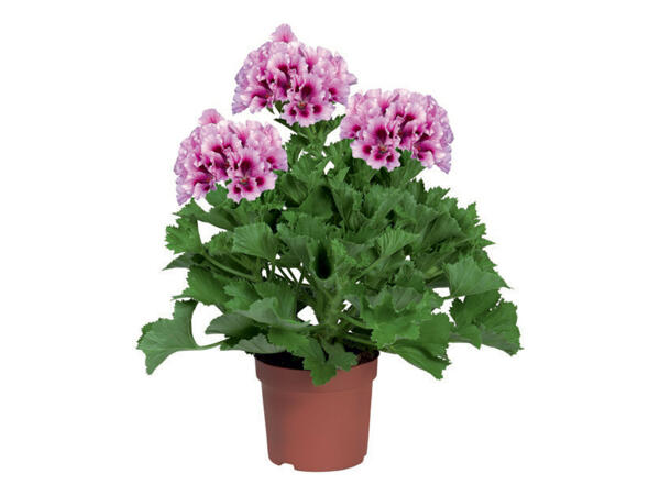 Géranium français