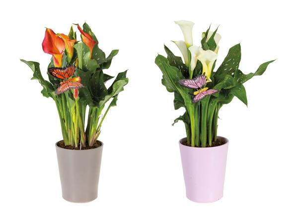 Calla in portavaso in ceramica