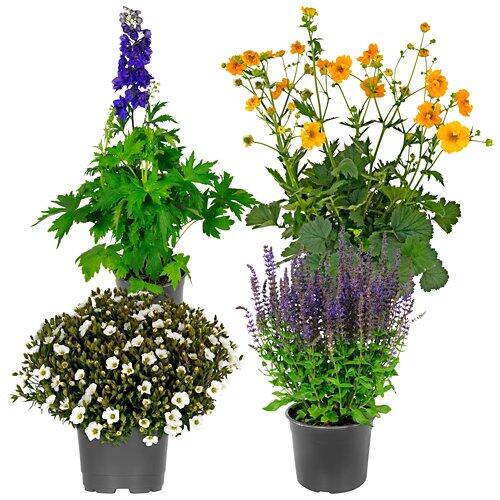 GARDENLINE Piante Perenni