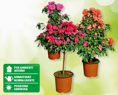Azalea da appartamento