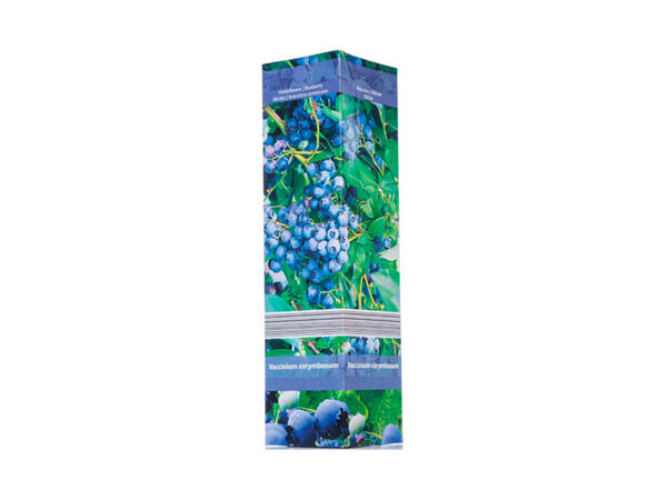Berry Shrubs