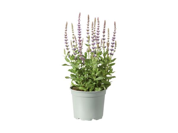 Bee-friendly Perennials
