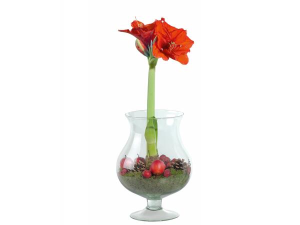 Amaryllis dans un verre de Noël