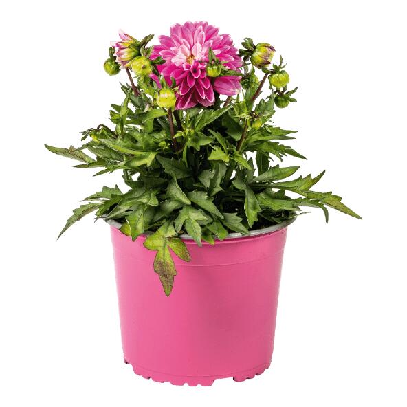 GARDENLINE(R) 				Dahlie