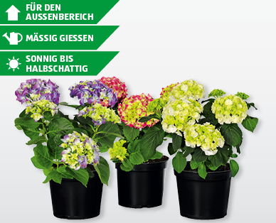 Freiland-Hortensien