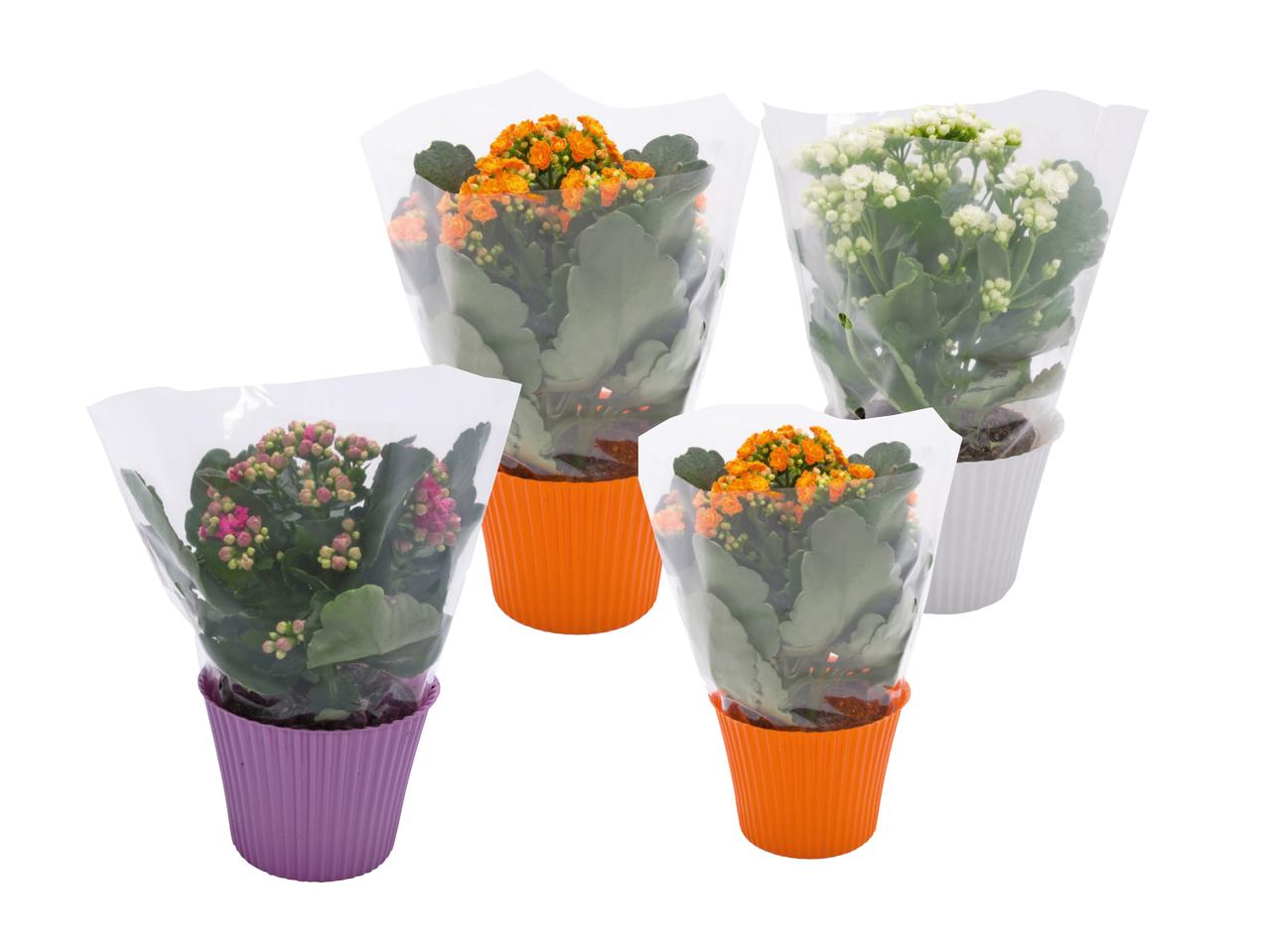 Kalanchoe