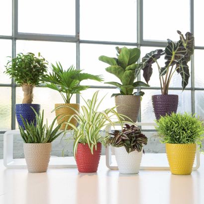Plante d'appartement