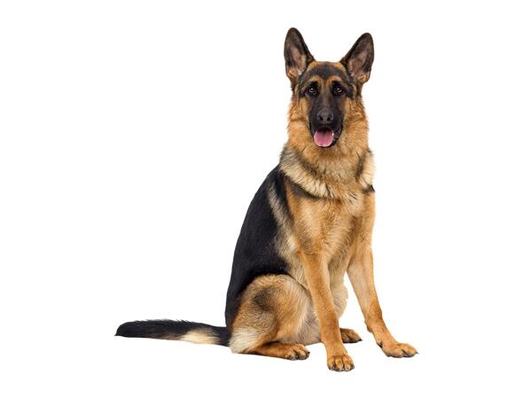 Zoofari Dog Harness