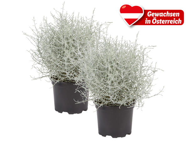Stacheldrahtpflanze
