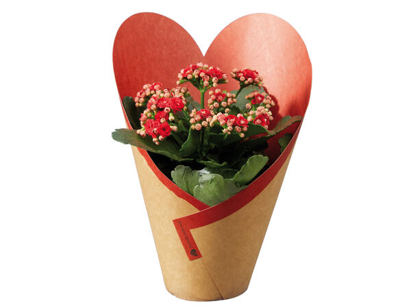Kalanchoe in a Zinc Pot/ Decorated Cover Pot