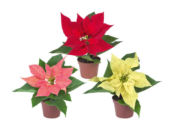 Poinsettia "Mini"