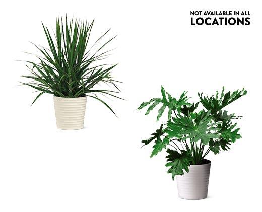 10" Foliage Assorted Varieties